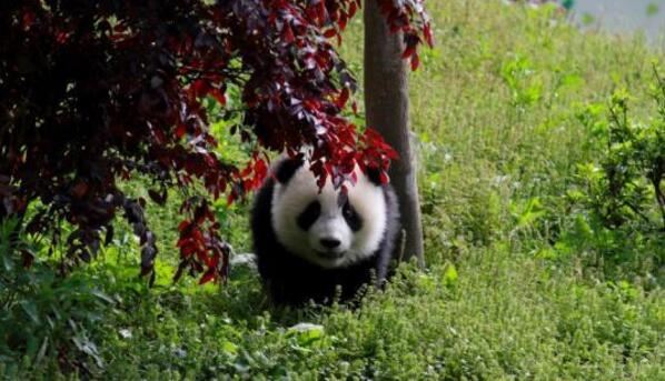 四川文旅新口号和形象logo正式“出炉”