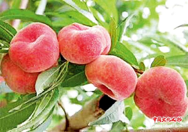 绿色巴州新境界 原汁原味原生态 新疆巴州阿瓦提农场相约北京世园会彰显生态文明魅力 