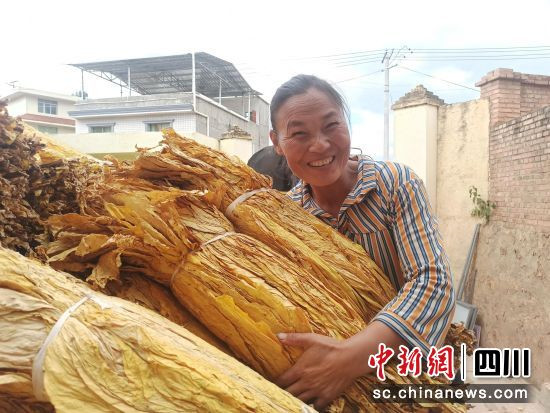 凉山会东：烟叶变“金叶”乡村共振兴