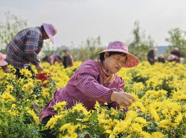 江苏如东：一朵“金花”拓宽农户致富路