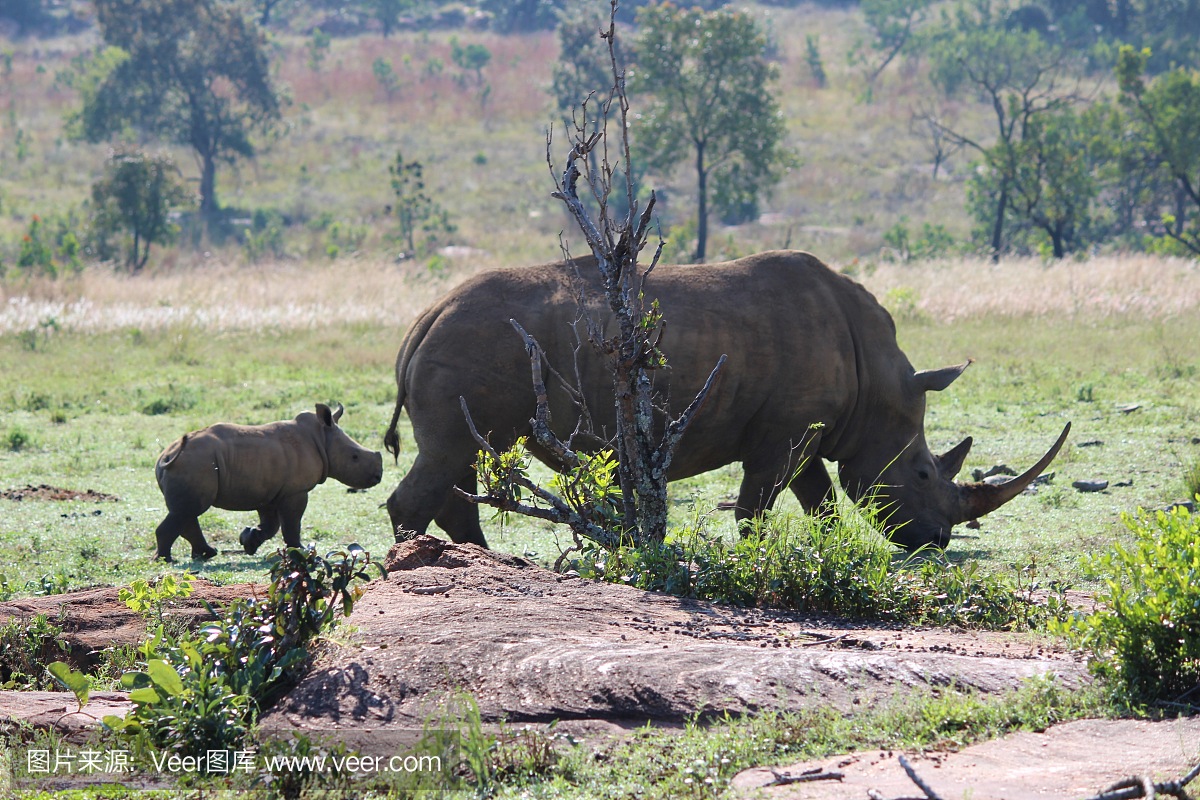 南非今年头三个月百余头犀牛死于盗猎