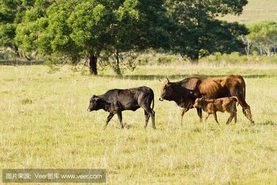 南非多地暴发口蹄疫疫情 政府紧急限制动物运输