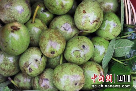 核桃鲜果。王磊 摄 核桃鲜果。王磊 摄