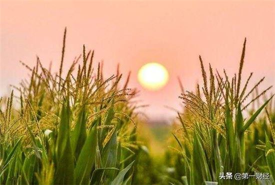 粮食必须绝对掌控在自己手上 粮食必须绝对掌控在自己手上