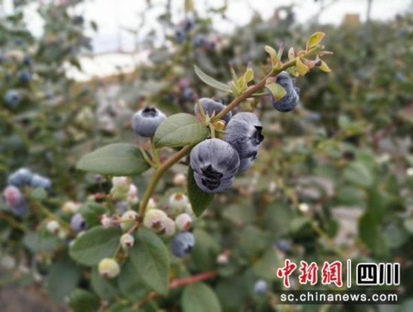 聚焦“农业多贡献”_会东农业农村工作交出精彩“答卷”